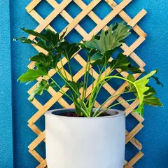 POTTERY - Planta Natural Philodendro Paraguayo Con Maceta Rotomoldeado 33 Cm Gris