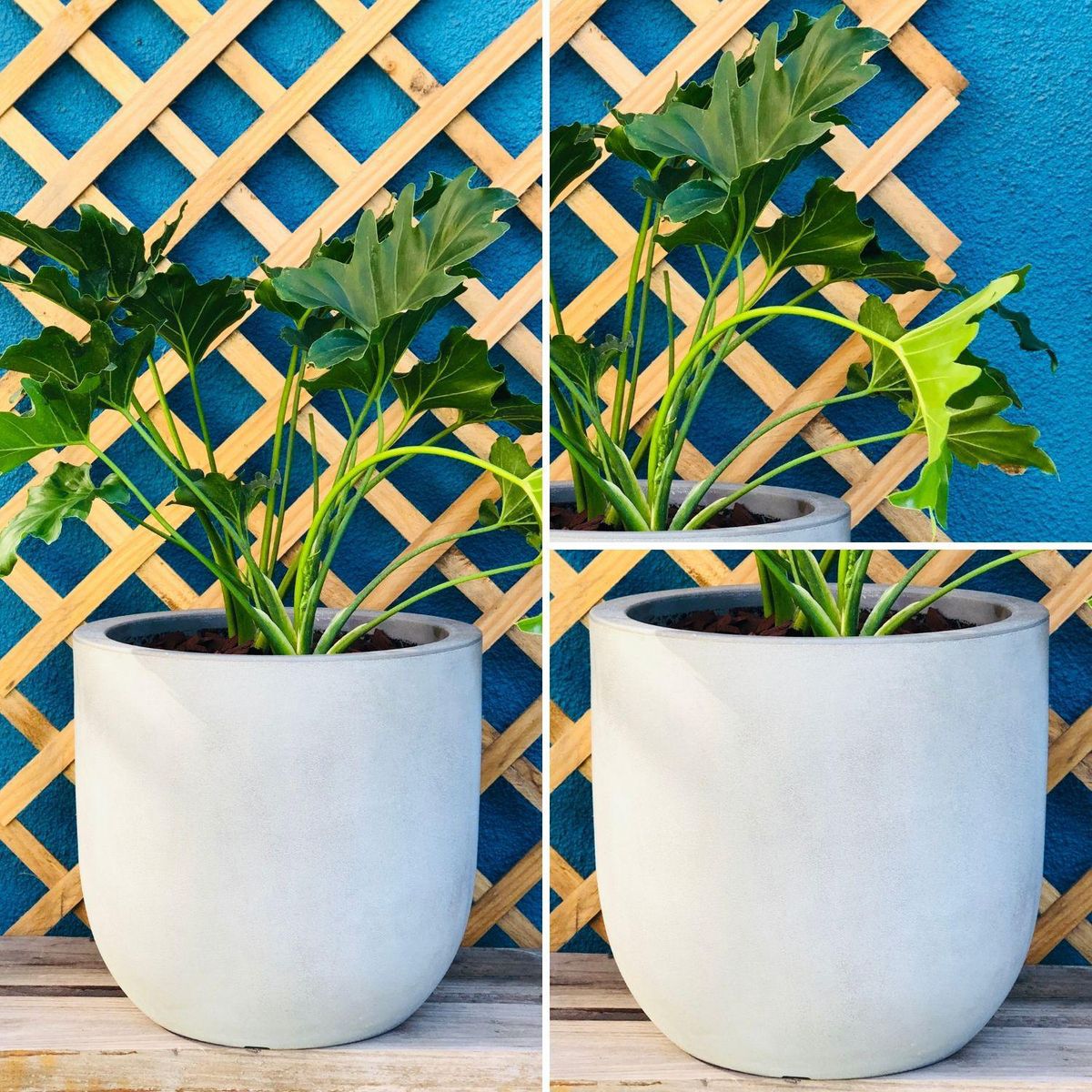 POTTERY - Planta Natural Philodendro Paraguayo Con Maceta Rotomoldeado 33 Cm Gris