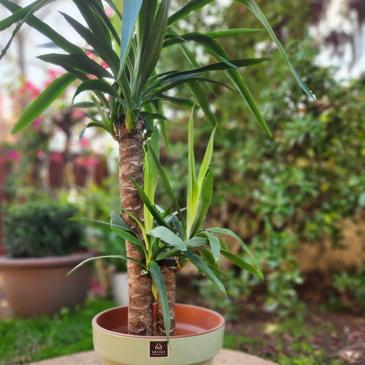 POTTERY - Planta Natural Yuca Doble Con Maceta Cerámica Kony Verde 30 Cm