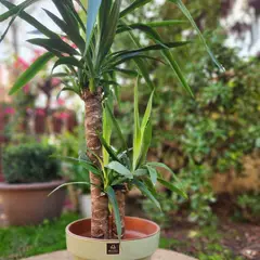 GENERICO - Planta Yuca doble 30 cm Natural CT30
