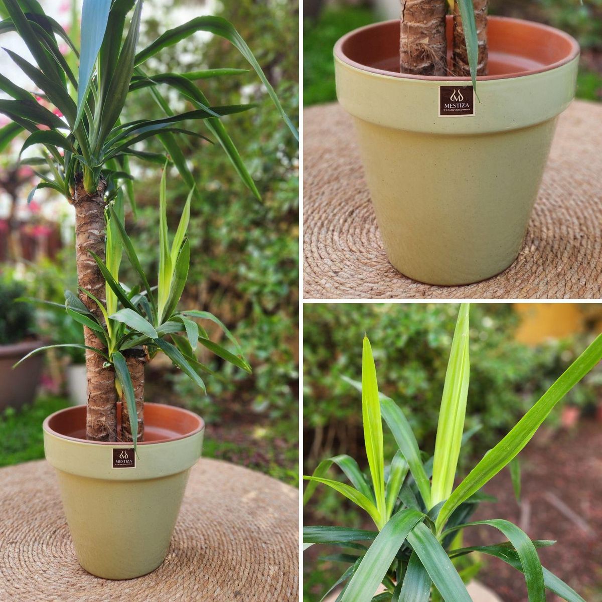 POTTERY - Planta Natural Yuca Doble Con Maceta Cerámica Kony Verde 30 Cm