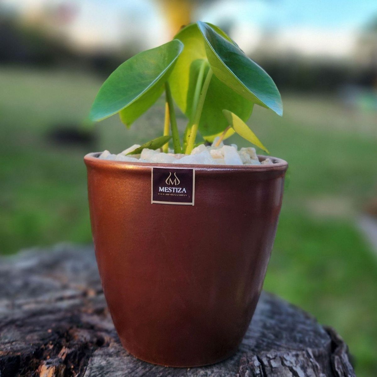 POTTERY - Planta Natural Peperomia Cucharita Con Maceta Cerámica Zafiro Cobre 14 Cm