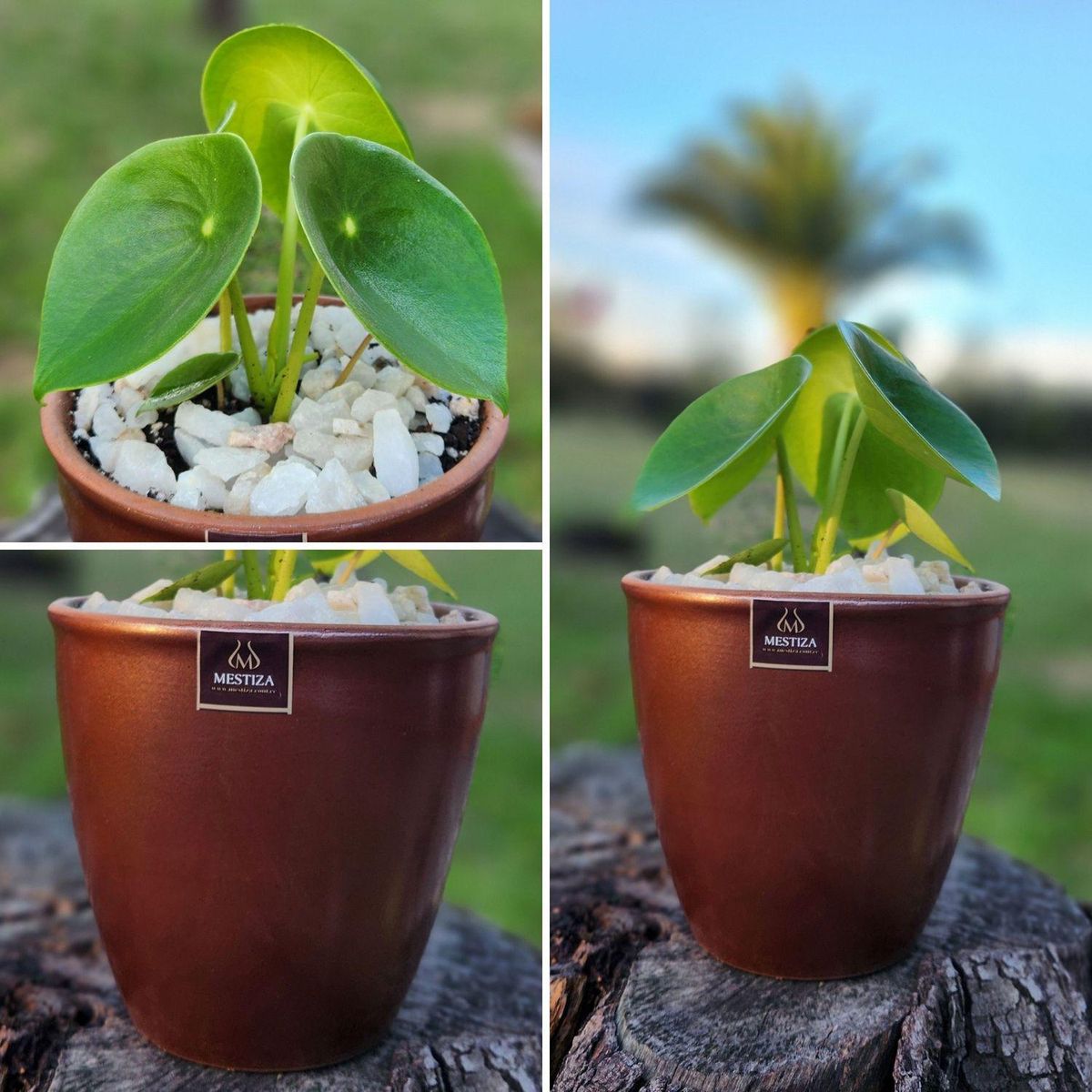 POTTERY - Planta Natural Peperomia Cucharita Con Maceta Cerámica Zafiro Cobre 14 Cm