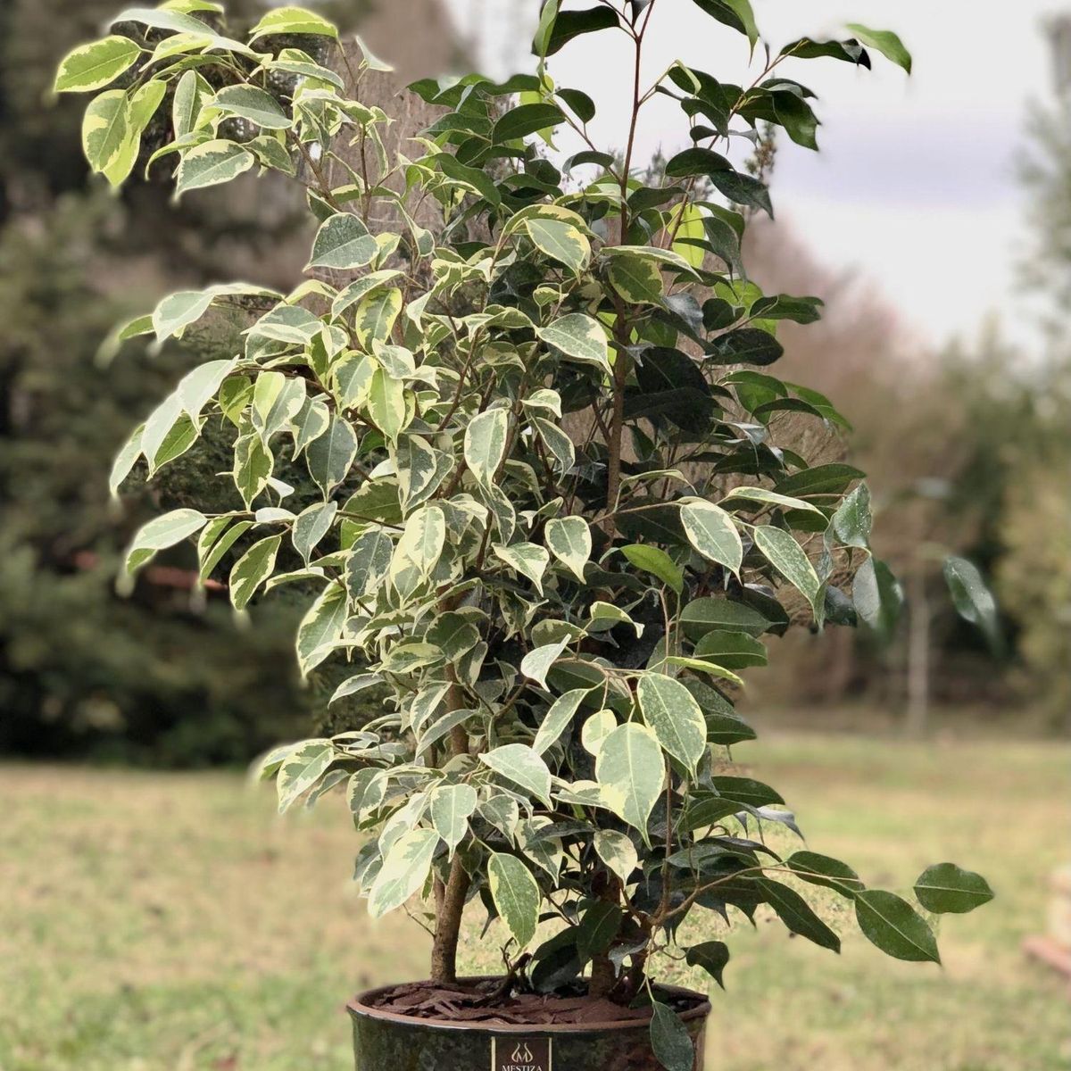 POTTERY - Planta Natural Ficus Benjamina Mixto Con Maceta Cerámica Zafiro Negro Reactivo 24 Cm