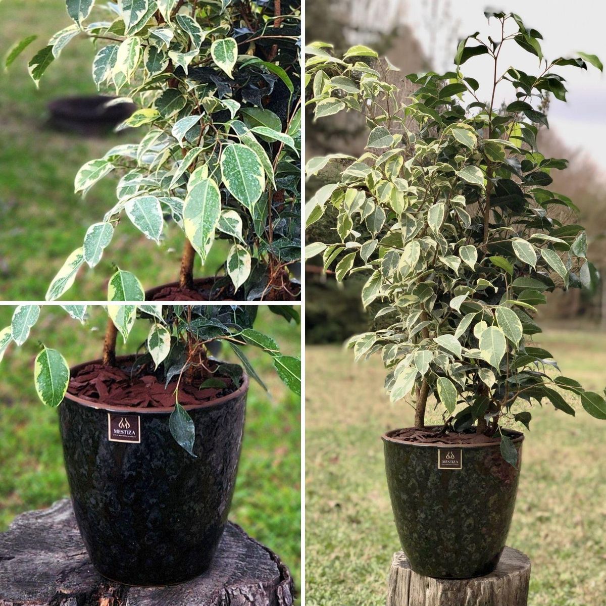 POTTERY - Planta Natural Ficus Benjamina Mixto Con Maceta Cerámica Zafiro Negro Reactivo 24 Cm