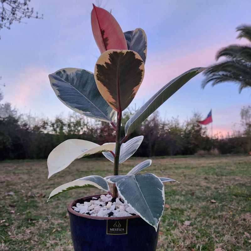 GENERICO - Planta Tineke 17 cm Natural CT17