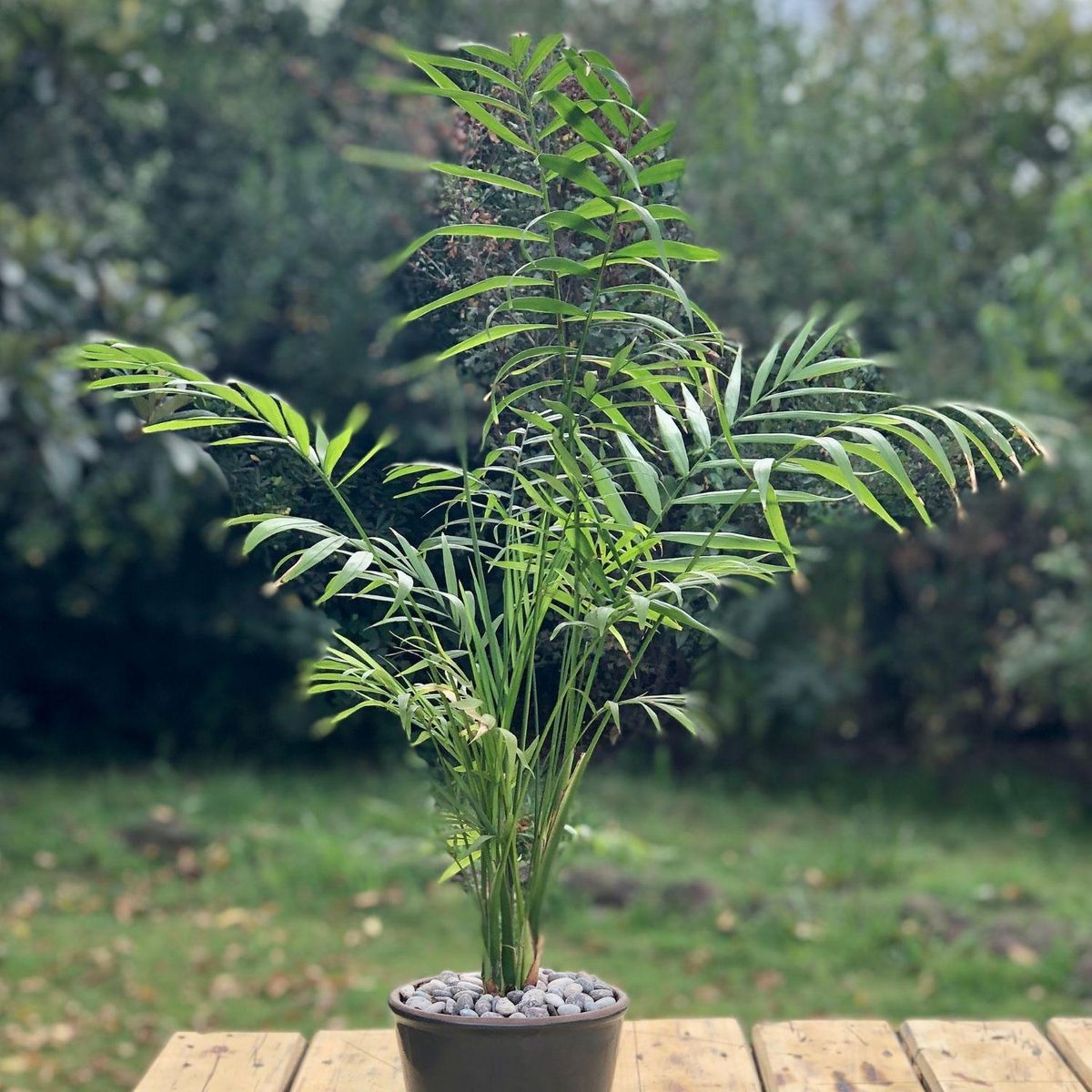 POTTERY - Planta Natural Chamadorea Con Maceta Zaia Grafito 15 Cm