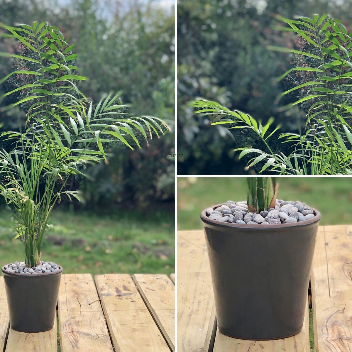 POTTERY - Planta Natural Chamadorea Con Maceta Zaia Grafito 15 Cm