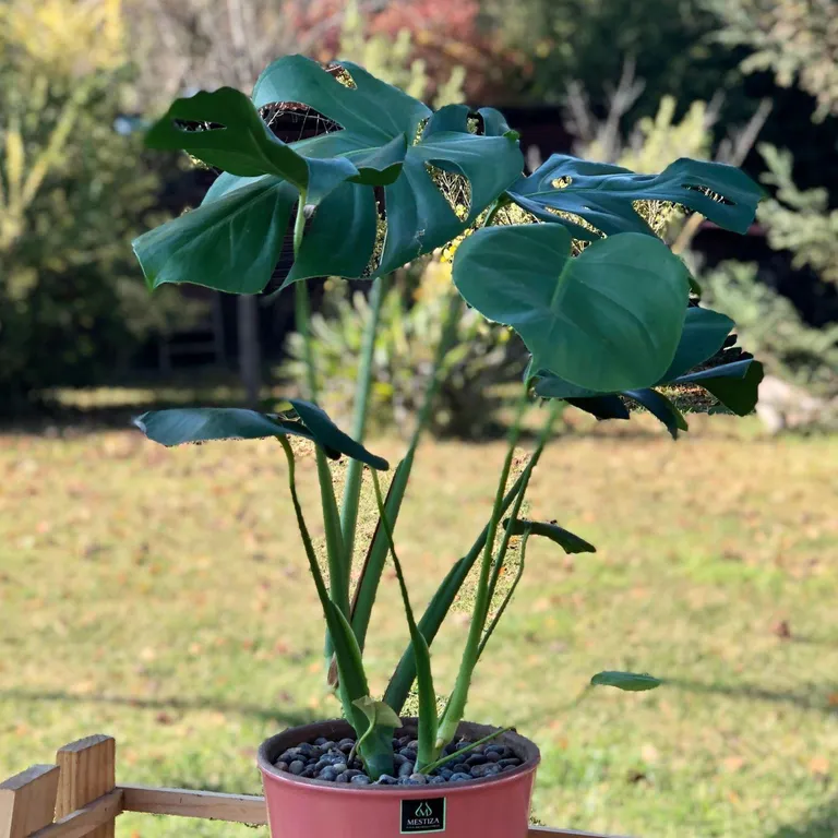 Planta Natural Monstera Con Maceta Cerámica Zaia Rosa 20 Cm