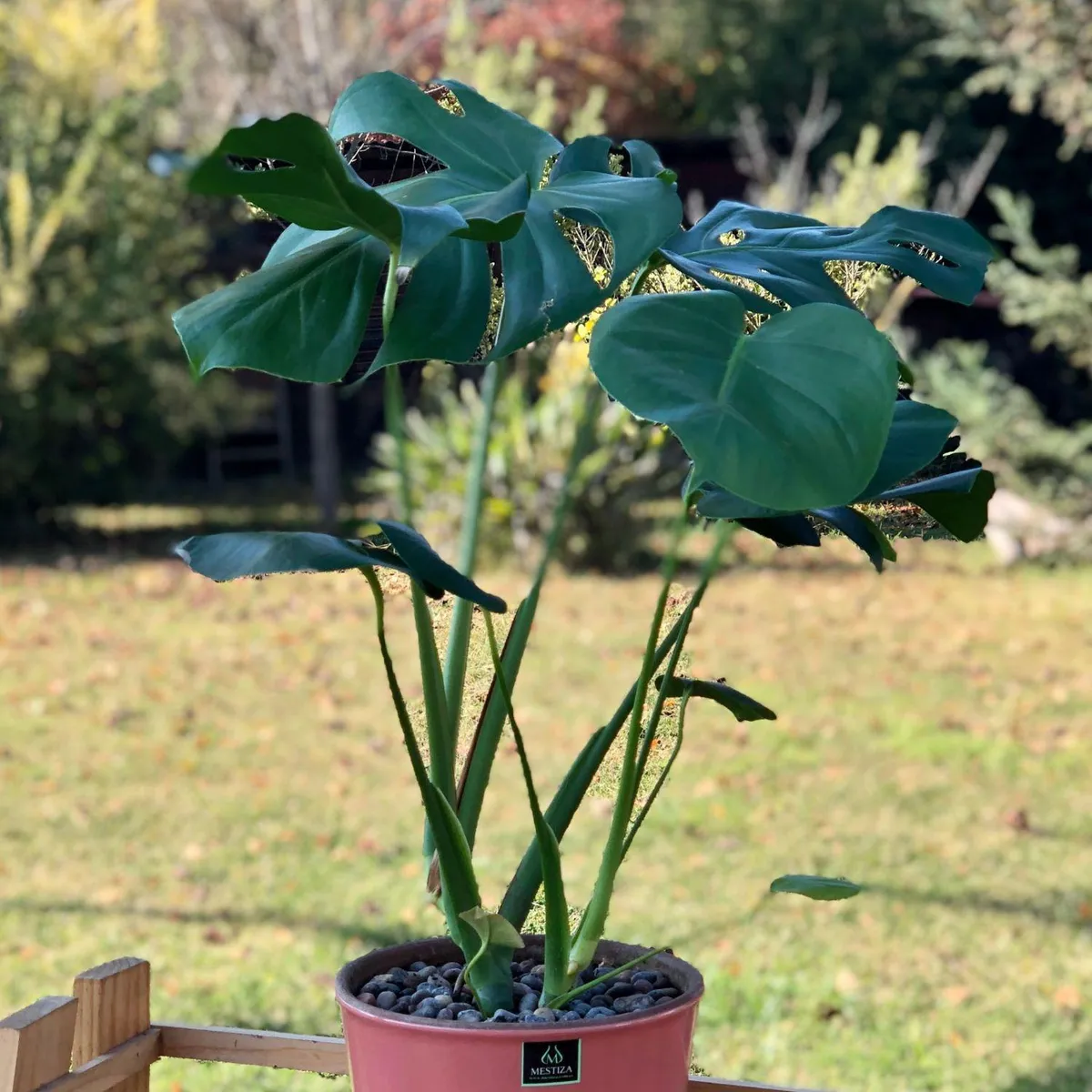 POTTERY - Planta Natural Monstera Con Maceta Cerámica Zaia Rosa 20 Cm