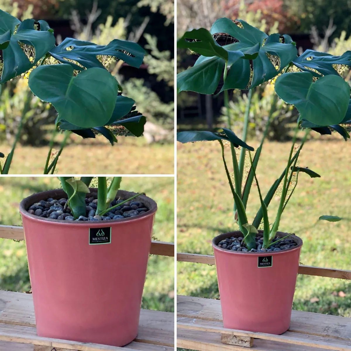 POTTERY - Planta Natural Monstera Con Maceta Cerámica Zaia Rosa 20 Cm