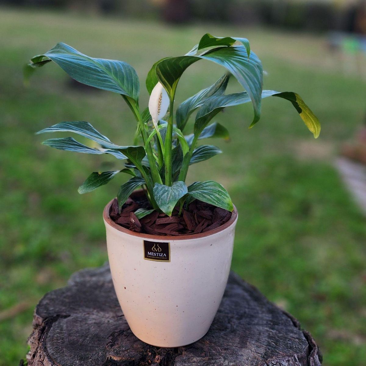 POTTERY - Planta Natural Spathiphyllum Con Maceta Cerámica Zafiro Beige Claro 17 Cm