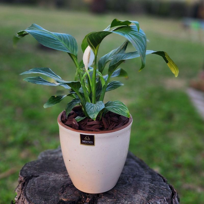 GENERICO - Planta Spathiphyllum 17 cm Natural CT17