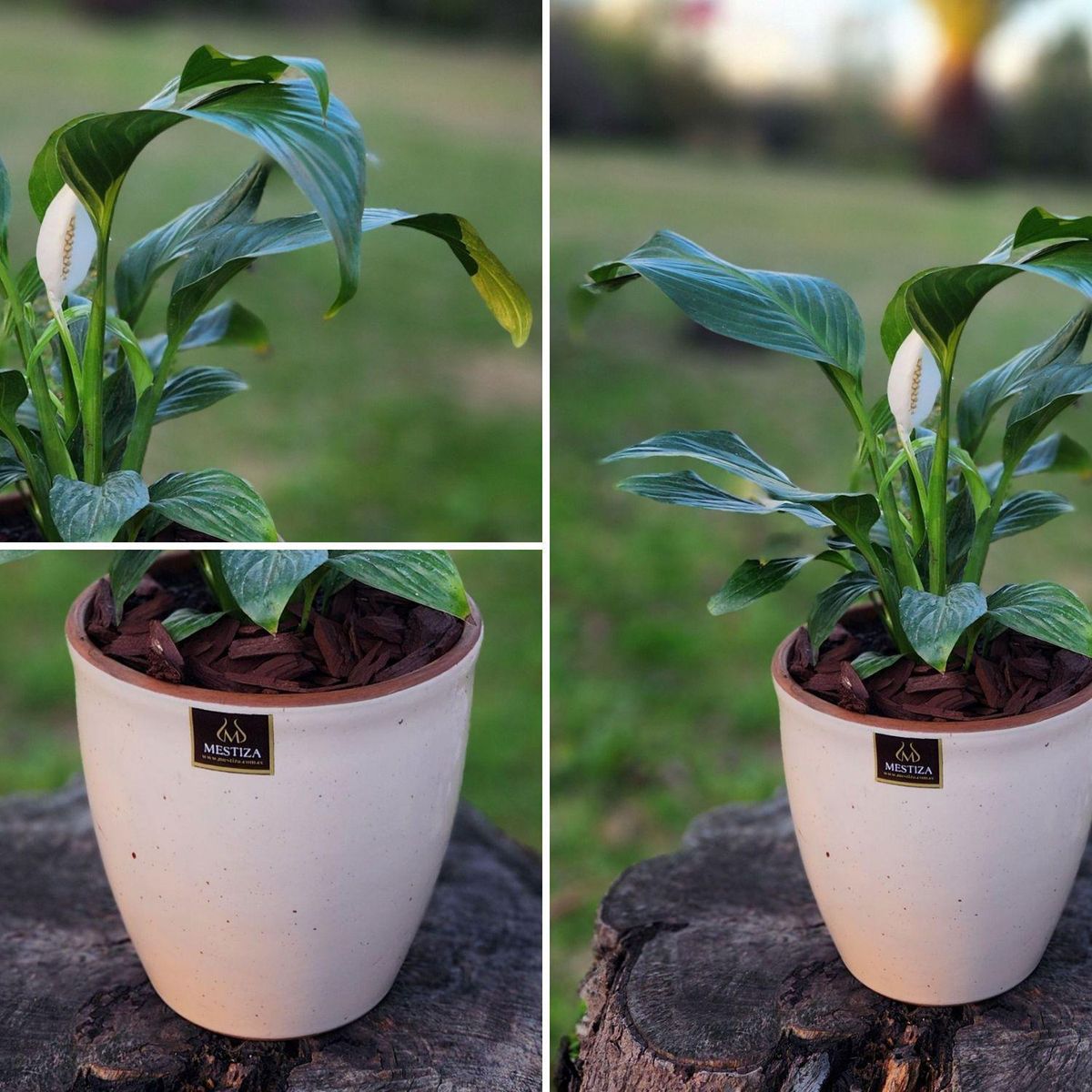 POTTERY - Planta Natural Spathiphyllum Con Maceta Cerámica Zafiro Beige Claro 17 Cm