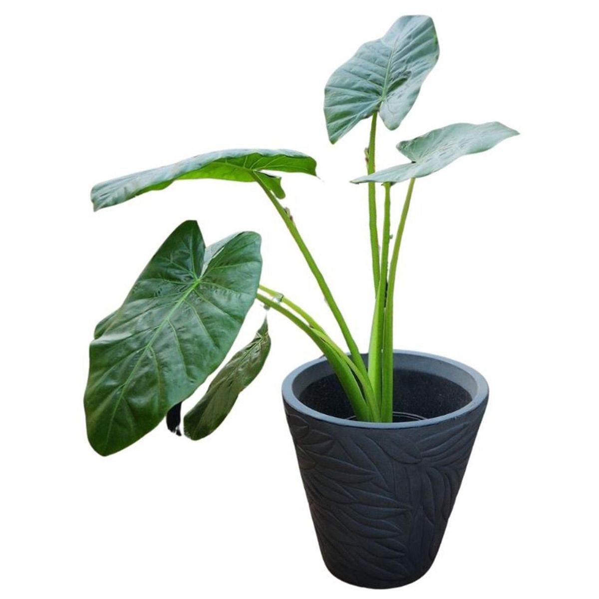 POTTERY - Planta Natural Ficus Mixto Benjamina Con Maceta Cerámica Zafiro Turquesa 24 Cm