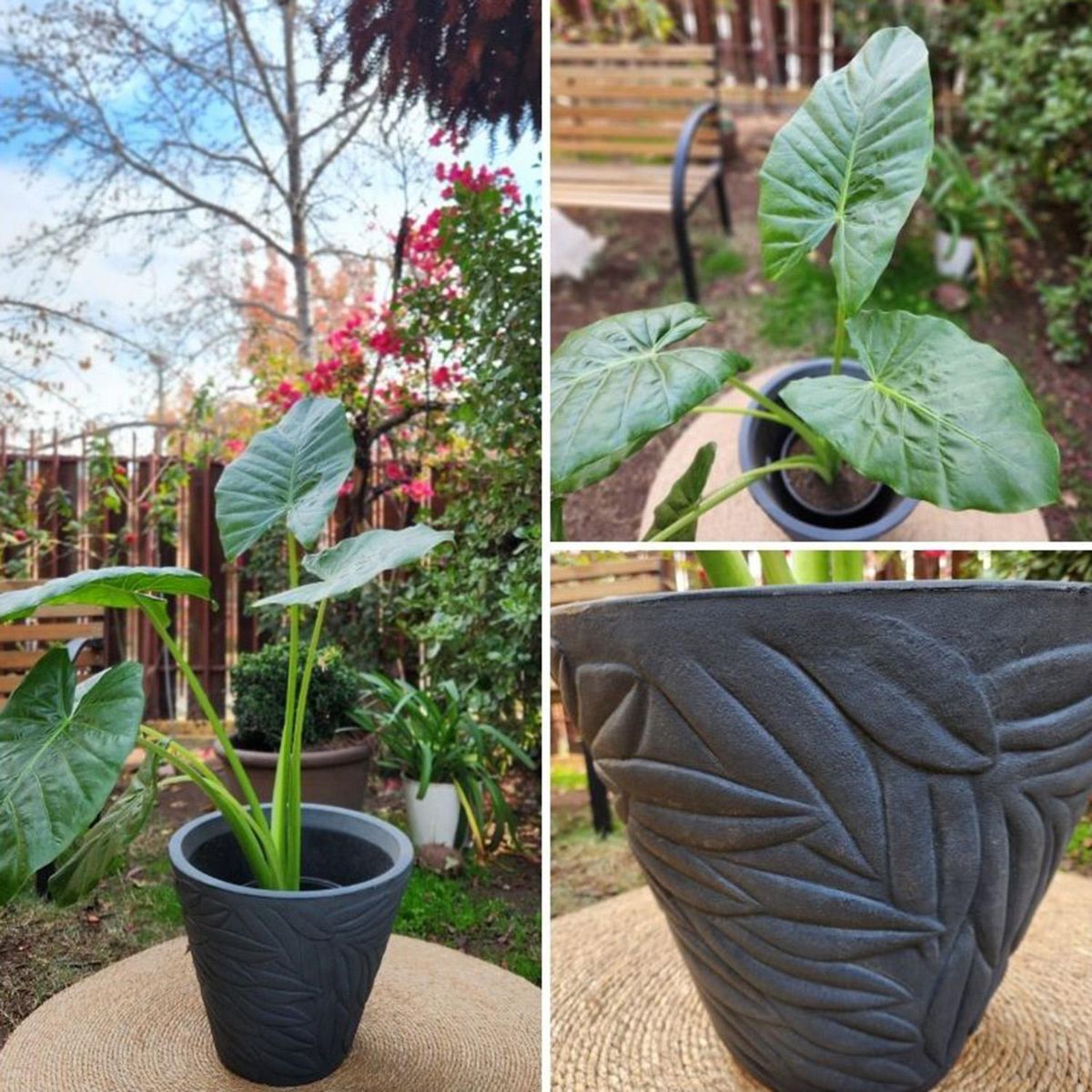 POTTERY - Planta Natural Ficus Mixto Benjamina Con Maceta Cerámica Zafiro Turquesa 24 Cm