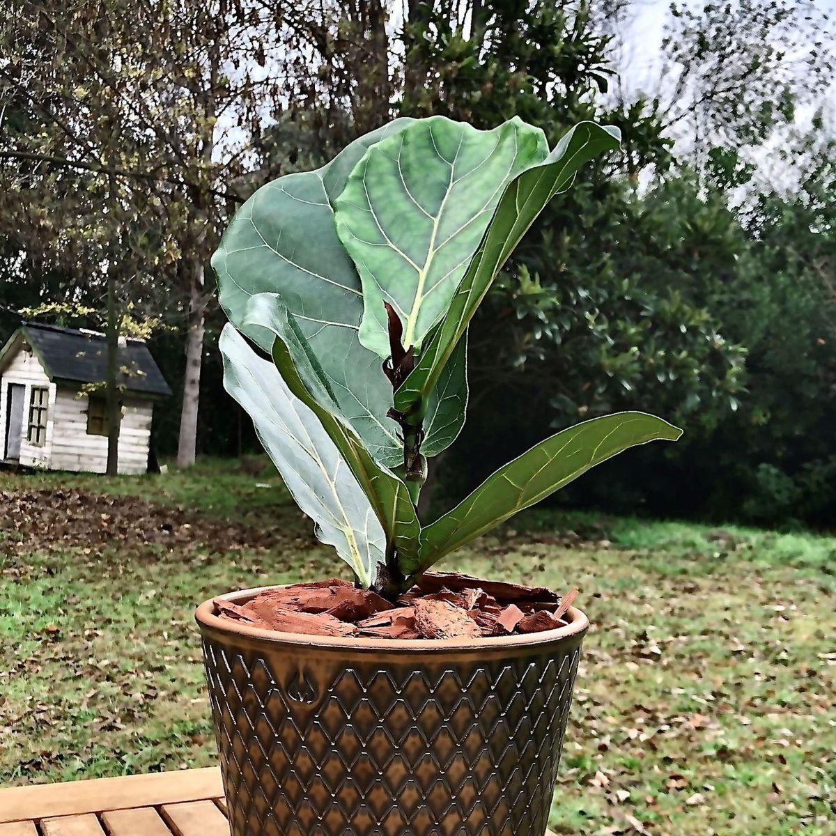 POTTERY - Planta Natural Ficus Lyrata Con Maceta Cerámica Zaia Texturado Cobre 20 Cm