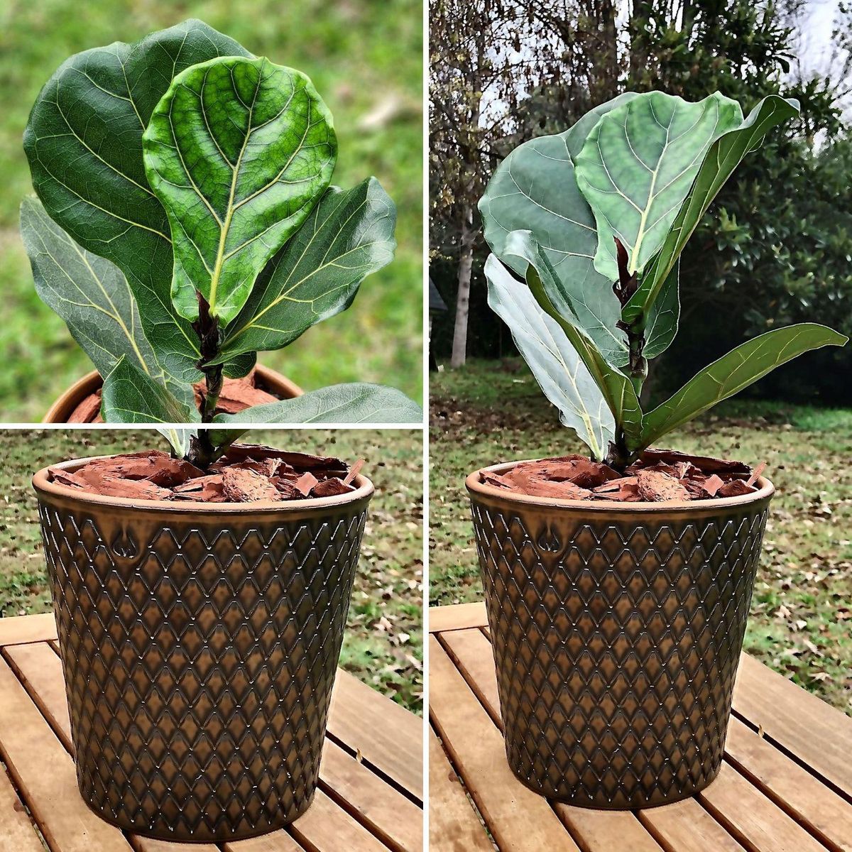 POTTERY - Planta Natural Ficus Lyrata Con Maceta Cerámica Zaia Texturado Cobre 20 Cm
