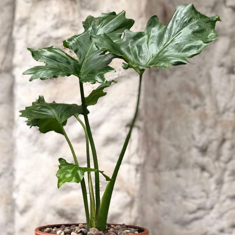 Planta Natural Philodendron Paraguayo Con Maceta Cerámica Zaia Rosa 20 Cm