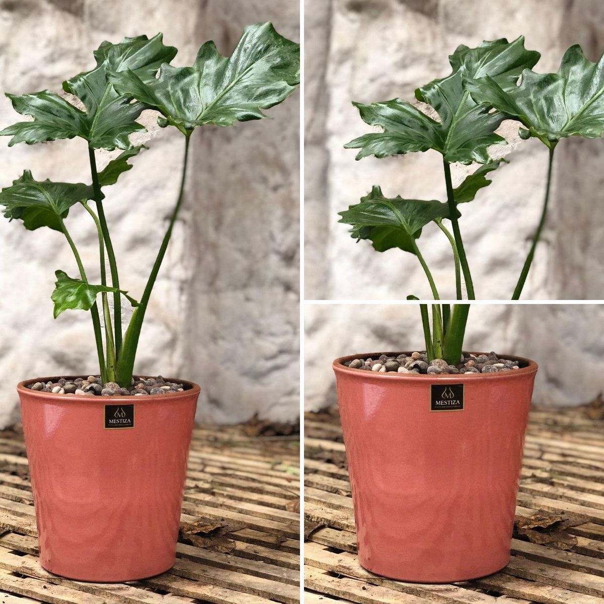 POTTERY - Planta Natural Philodendron Paraguayo Con Maceta Cerámica Zaia Rosa 20 Cm