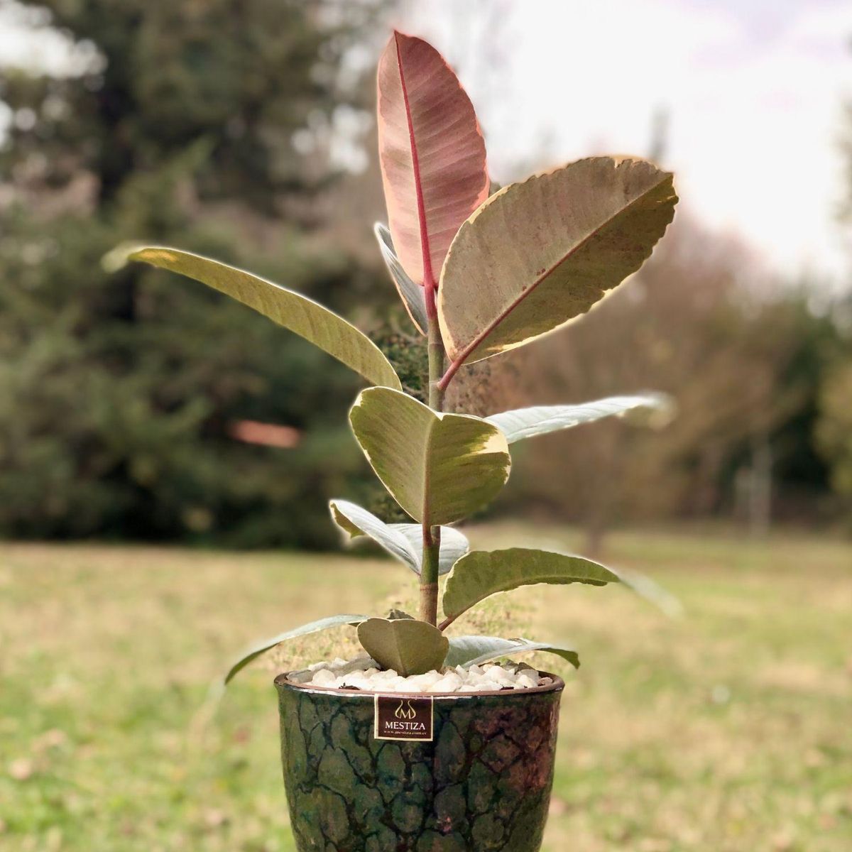POTTERY - Planta Natural Gomero Tineke Con Maceta Cerámica Zafiro Negro Reactivo 17 Cm