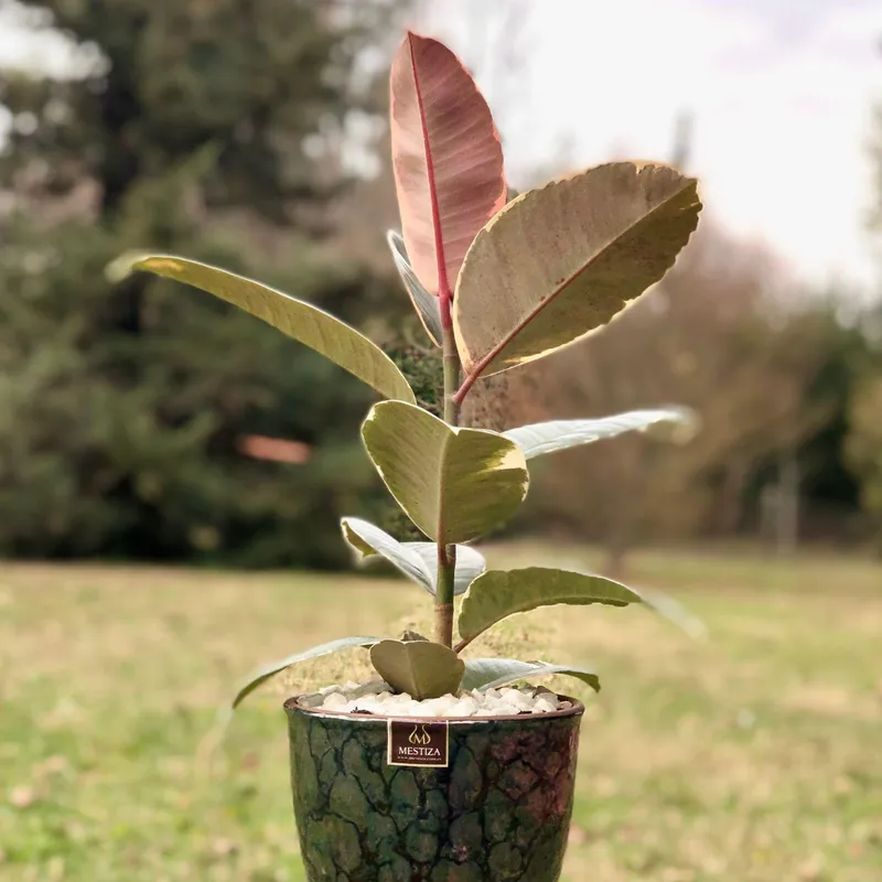 GENERICO - Planta Tineke 17 cm Natural CT17
