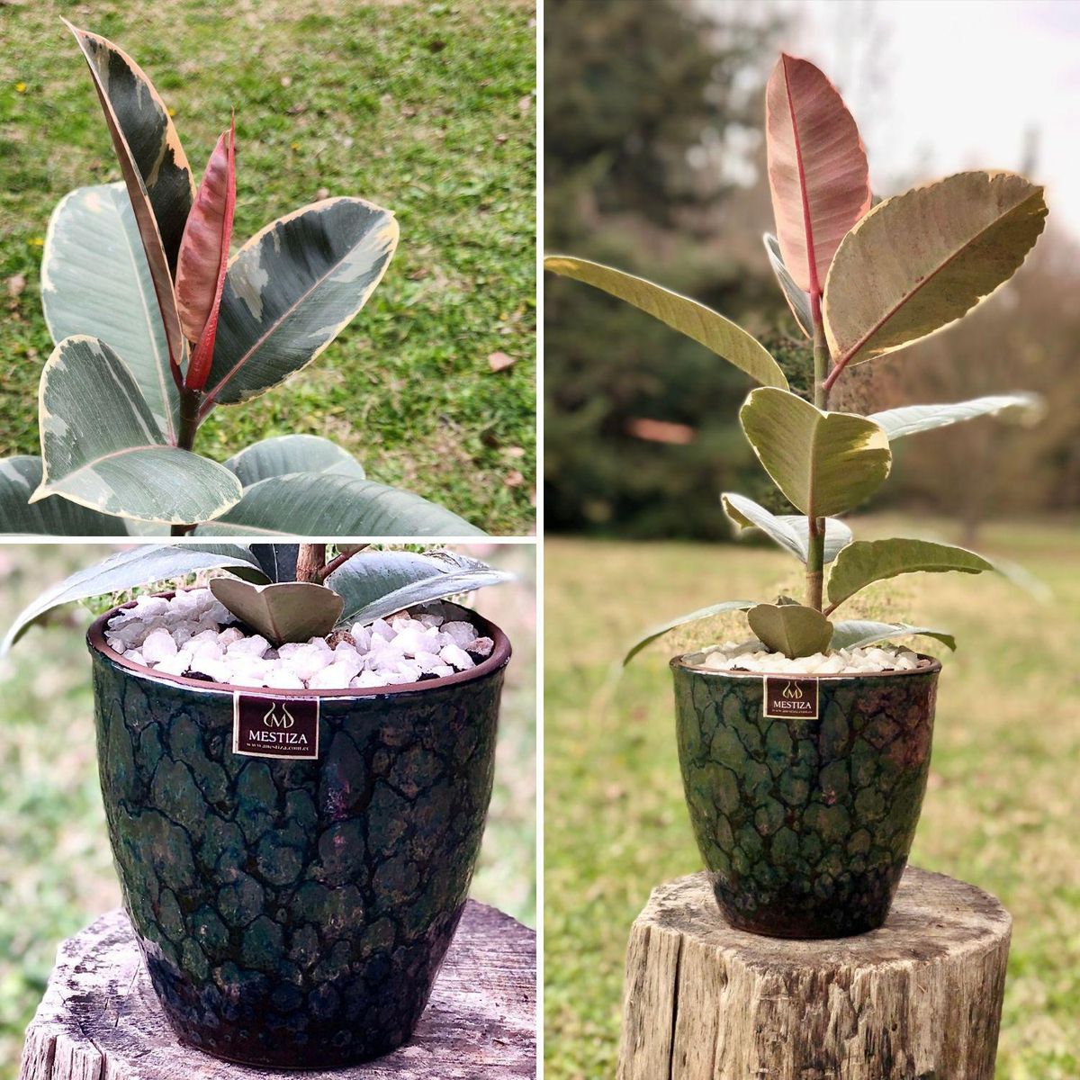 POTTERY - Planta Natural Gomero Tineke Con Maceta Cerámica Zafiro Negro Reactivo 17 Cm