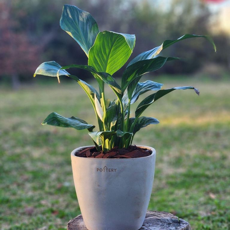 Planta Natural Spathiphyllum Con Maceta Cemento Cuadrada 16 Cm
