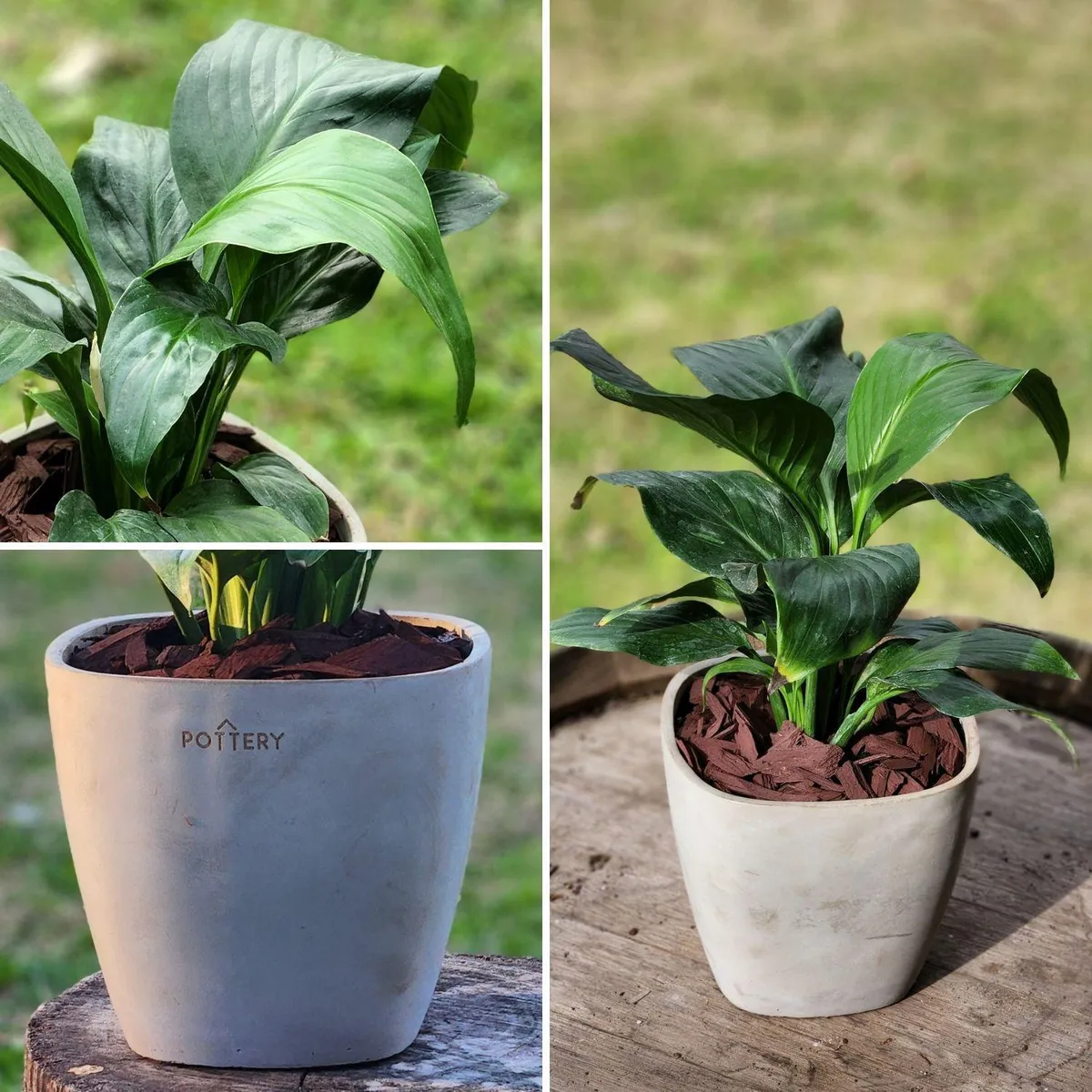 POTTERY - Planta Natural Spathiphyllum Con Maceta Cemento Cuadrada 16 Cm