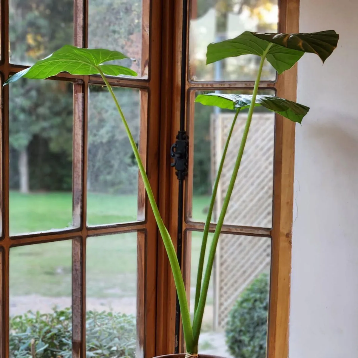 POTTERY - Planta Natural Manto De Eva Con Maceta cermica Zaia Grafito 26 Cm