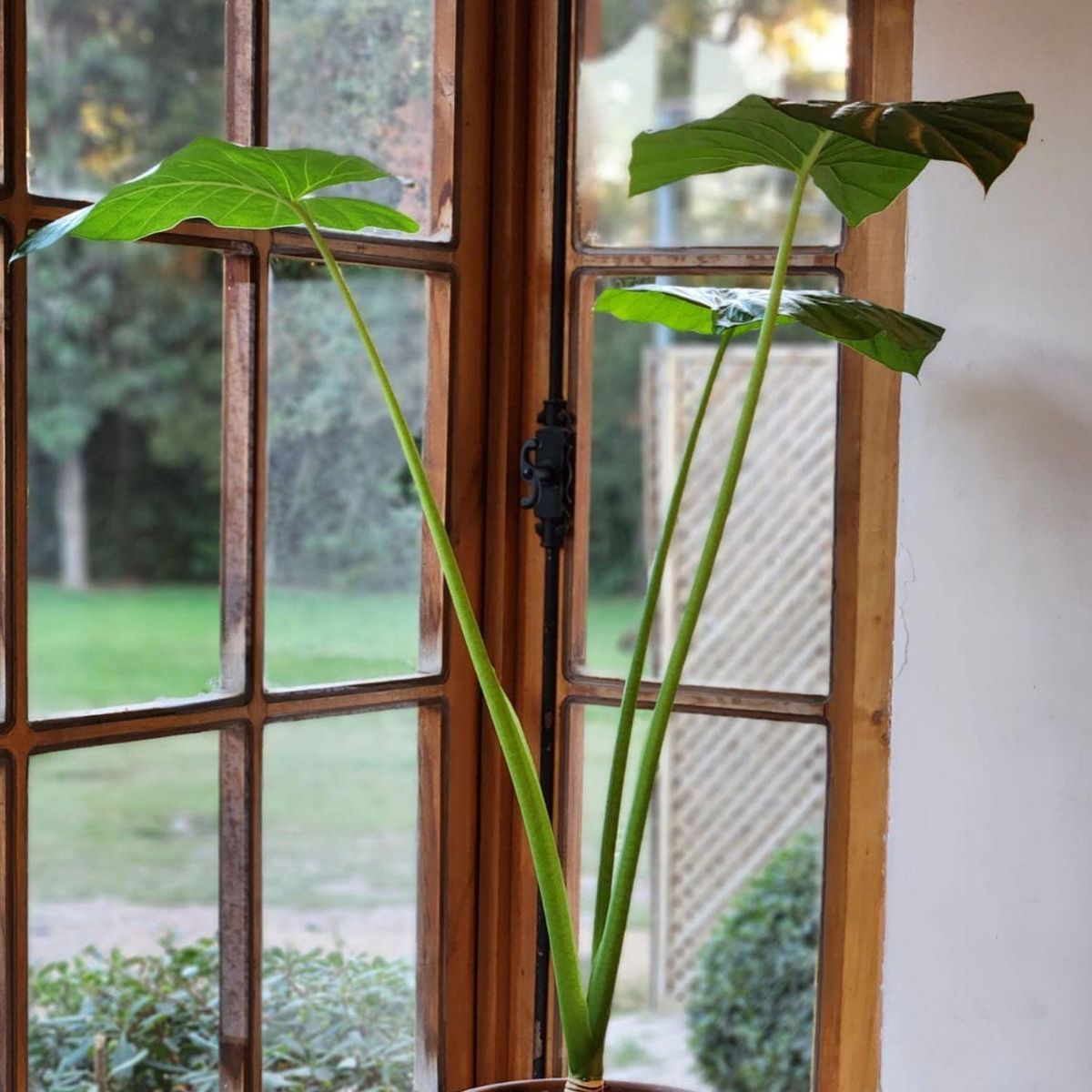 POTTERY - Planta Natural Manto De Eva Con Maceta cermica Zaia Grafito 26 Cm