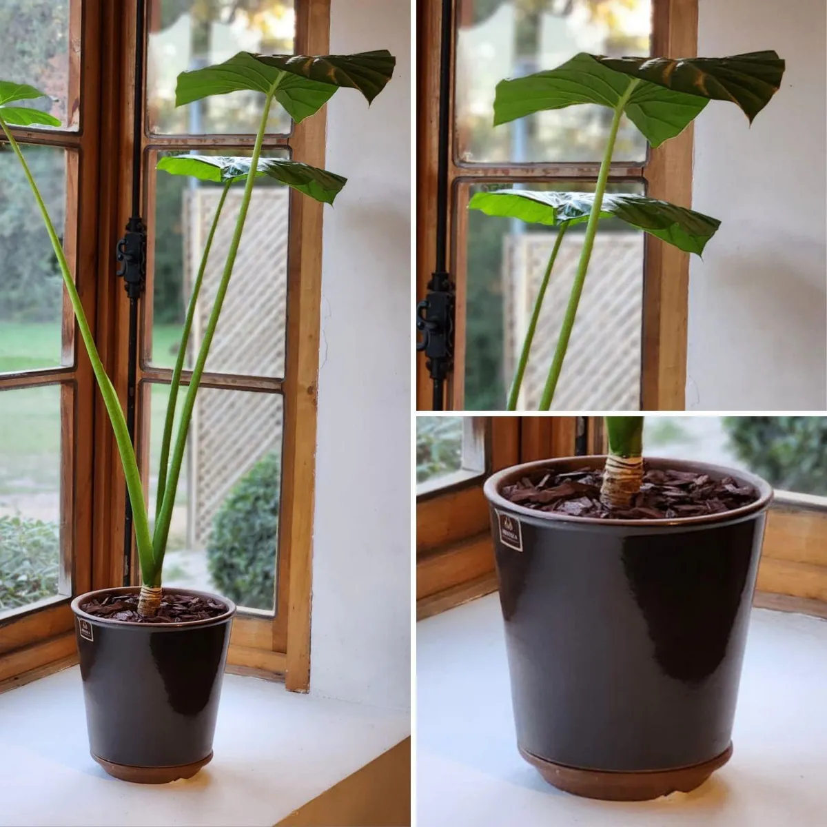 POTTERY - Planta Natural Manto De Eva Con Maceta cermica Zaia Grafito 26 Cm