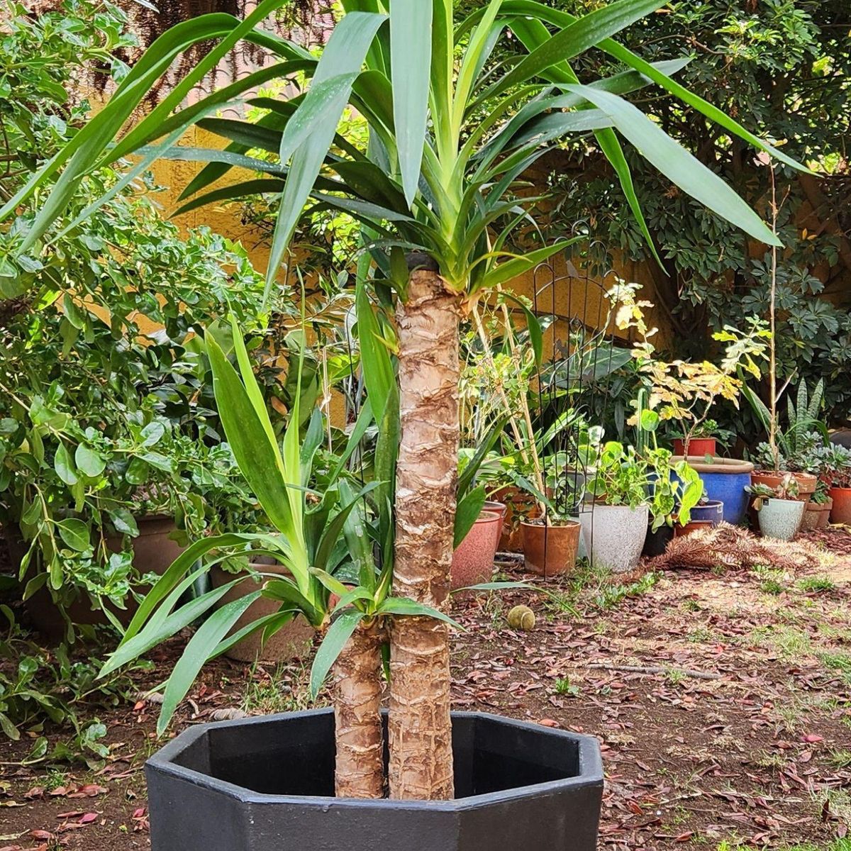 POTTERY - Planta Natural Yuca Doble Con Maceta Rotomoldeada Javi Negro 40 Cm