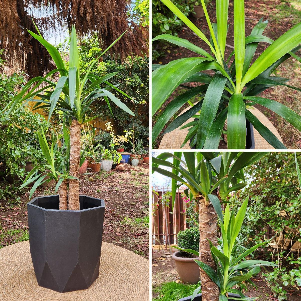 POTTERY - Planta Natural Yuca Doble Con Maceta Rotomoldeada Javi Negro 40 Cm