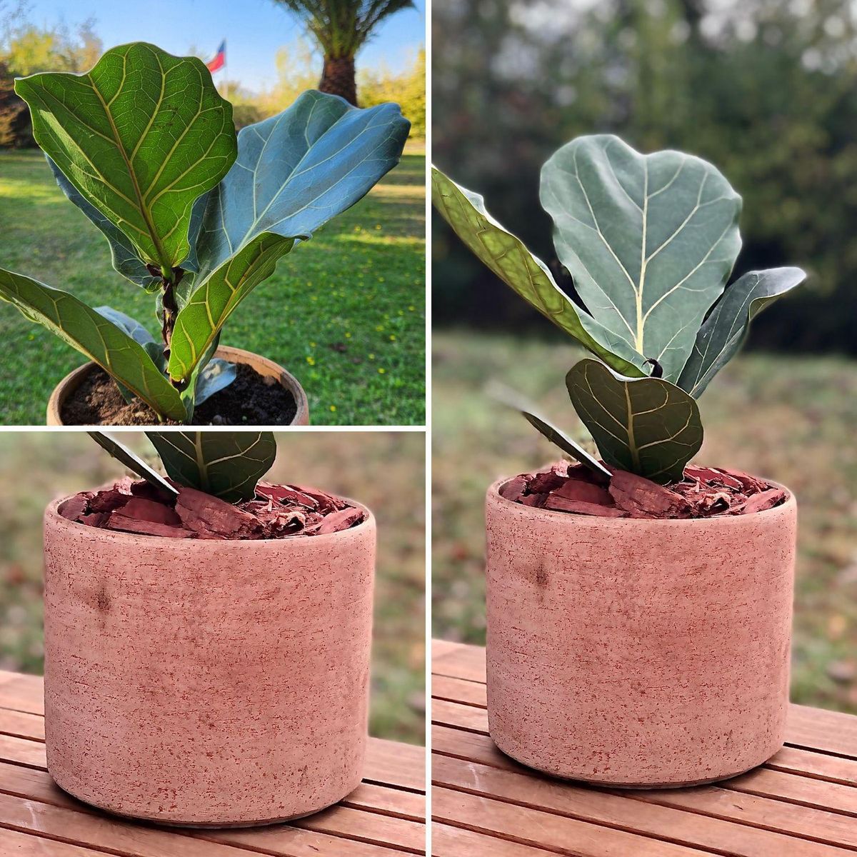 POTTERY - Planta Natural Ficus Lyrata Con Maceta Arcilla Luna 20 Cm