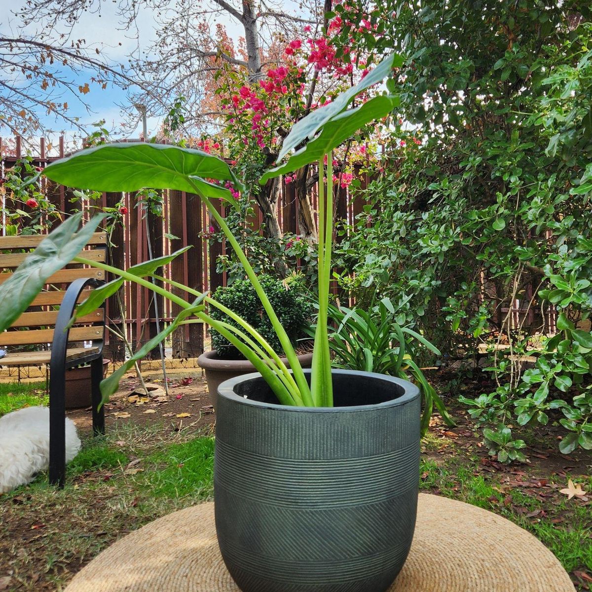POTTERY - Planta Natural Manto De Eva Con Maceta Rotomoldeado Nazca Verde 40 Cm