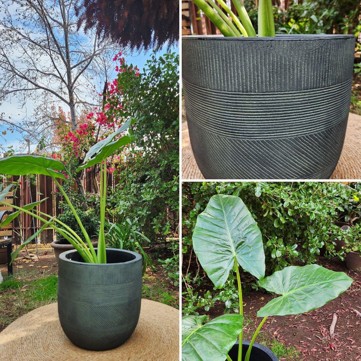 POTTERY - Planta Natural Manto De Eva Con Maceta Rotomoldeado Nazca Verde 40 Cm