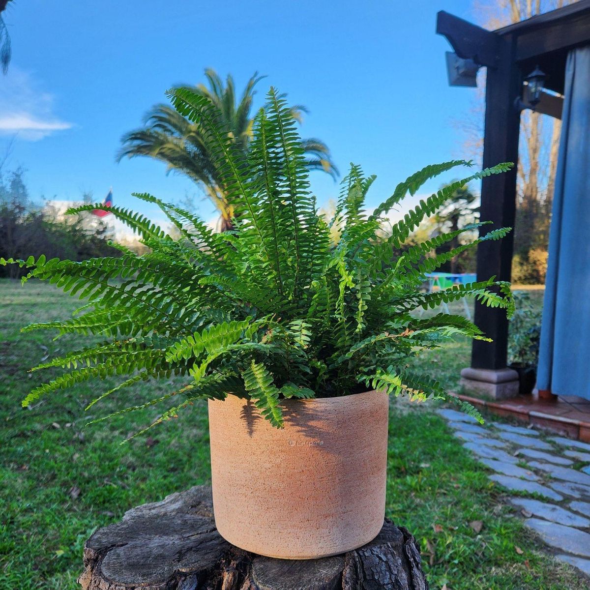 POTTERY - Planta Natural Helecho Con Maceta Arcilla Luna 20 Cm