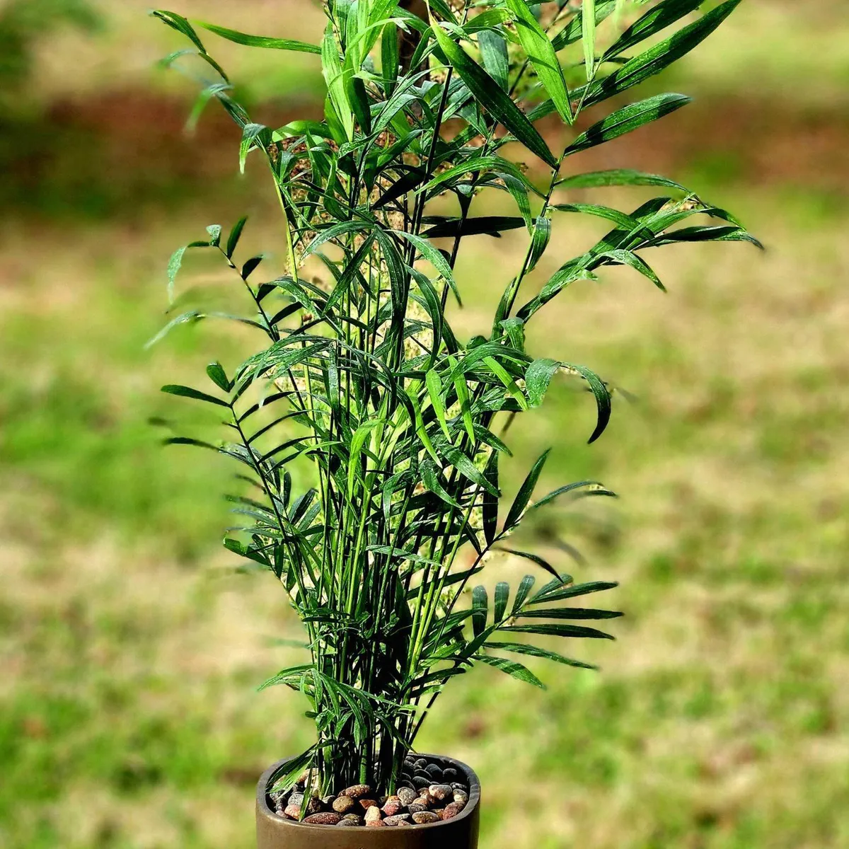 POTTERY - Planta Natural Chamadorea Con Maceta Cemento Cuadrado 13 Cm