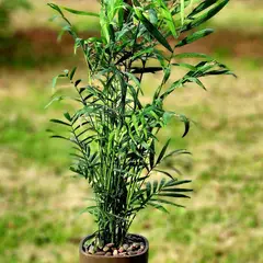 POTTERY - Planta Natural Chamadorea Con Maceta Cemento Cuadrado 13 Cm