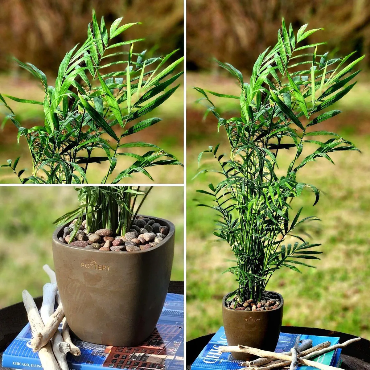 POTTERY - Planta Natural Chamadorea Con Maceta Cemento Cuadrado 13 Cm