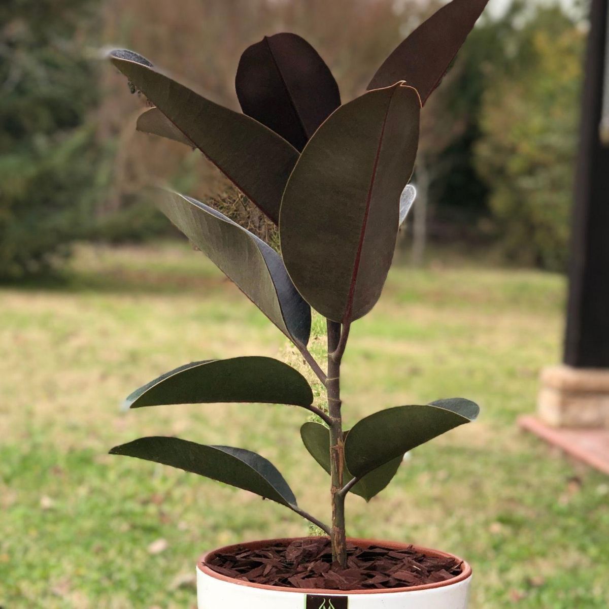 POTTERY - Planta Natural Gomero Burgundy Con Maceta Zafiro 24 Cm Blanco