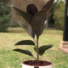 GENERICO - Planta Gomero 24 cm Natural CT24