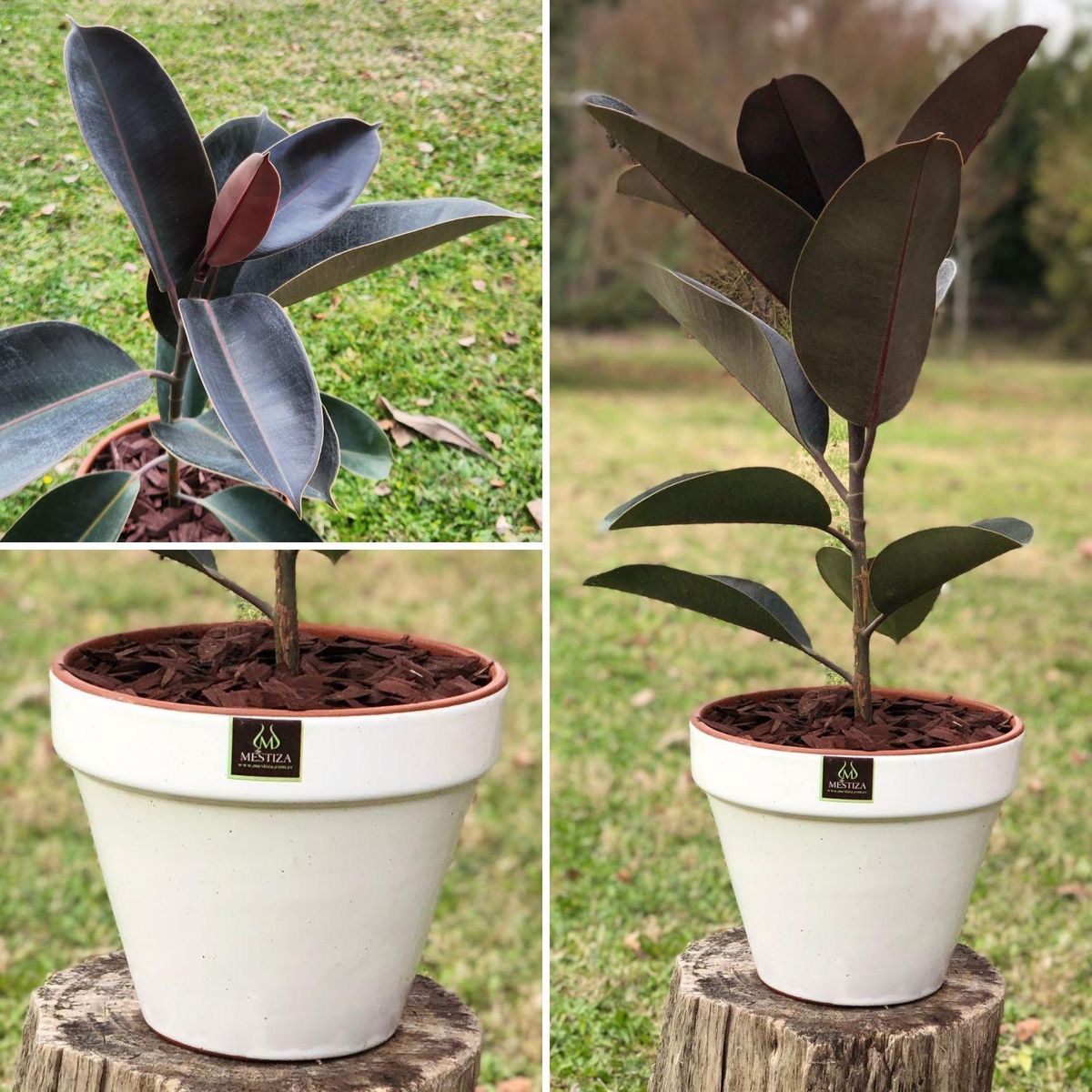 POTTERY - Planta Natural Gomero Burgundy Con Maceta Zafiro 24 Cm Blanco