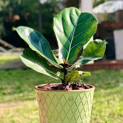 POTTERY - Planta Natural Ficus Lyrata Con Macete Cerámica Zaia Texturado Verde Agua 20 Cm