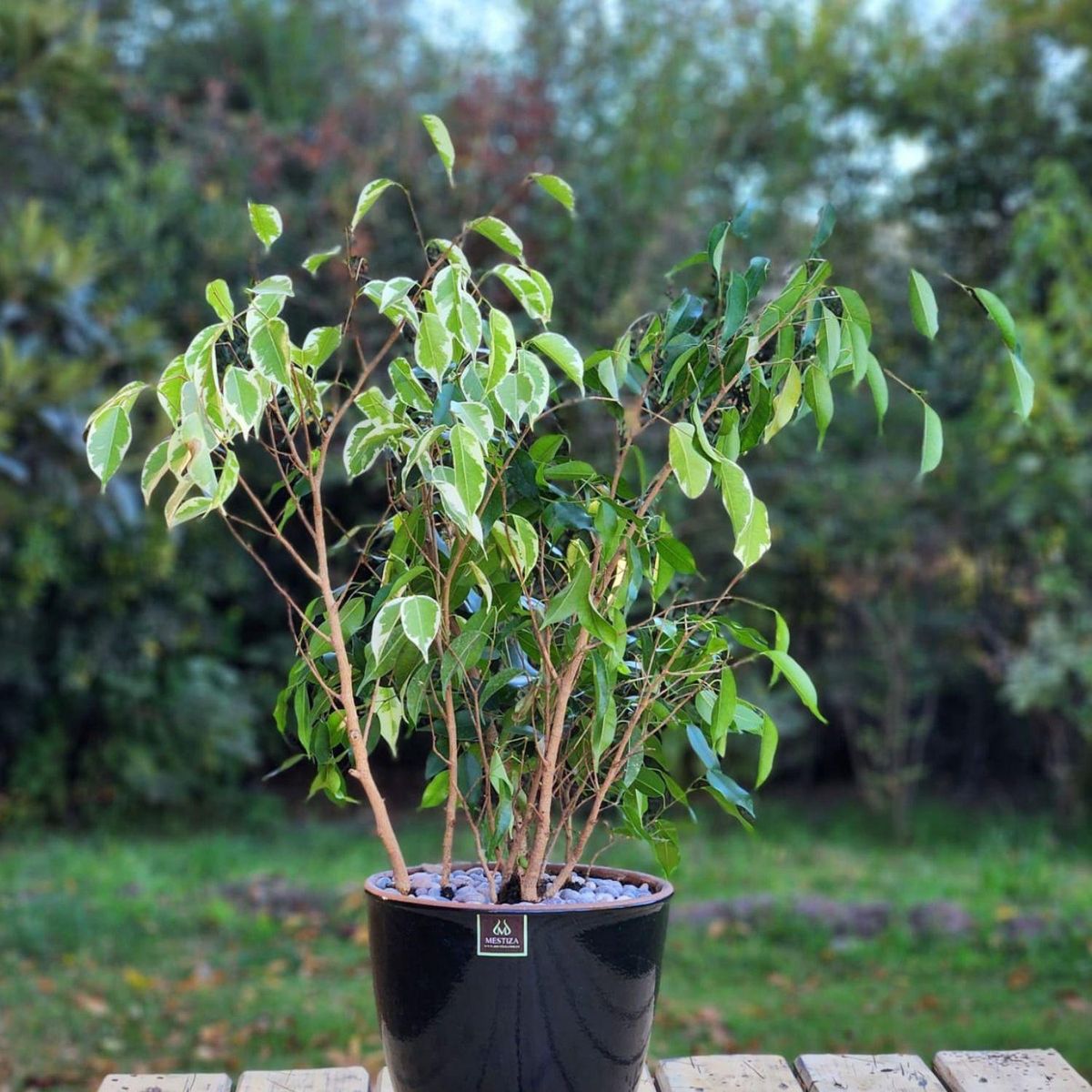 POTTERY - Planta Natural Ficus Mixto Benjamina Con Maceta Cerámica Zafiro Negro 24 Cm
