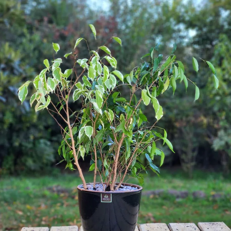 GENERICO - Planta Ficus Benjamina 24 cm Natural CT24