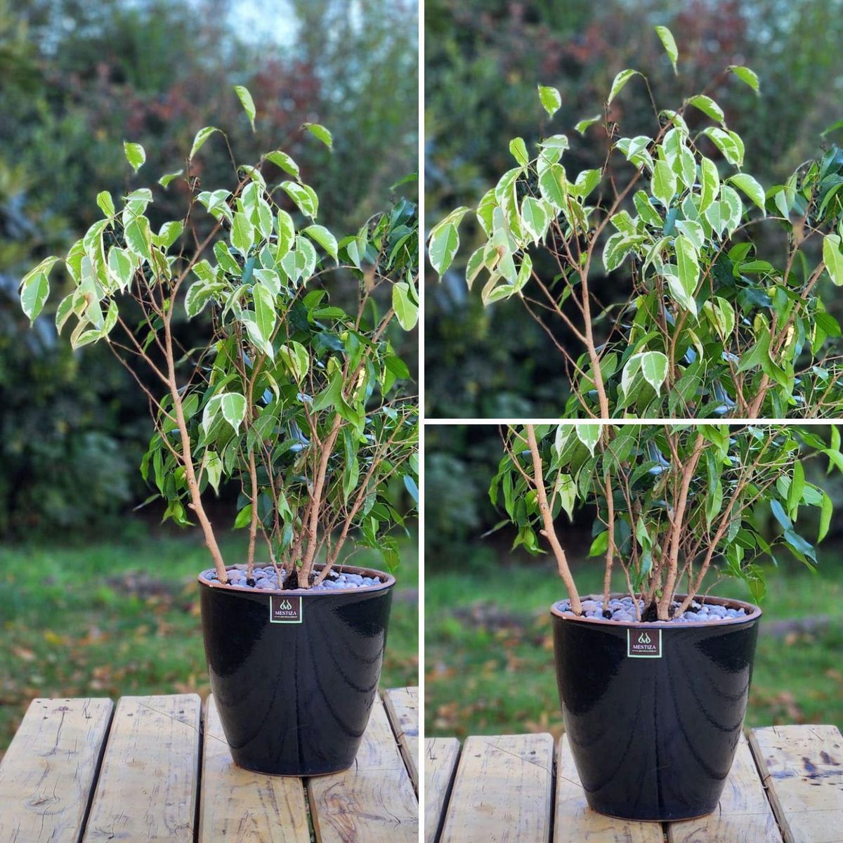 POTTERY - Planta Natural Ficus Mixto Benjamina Con Maceta Cerámica Zafiro Negro 24 Cm