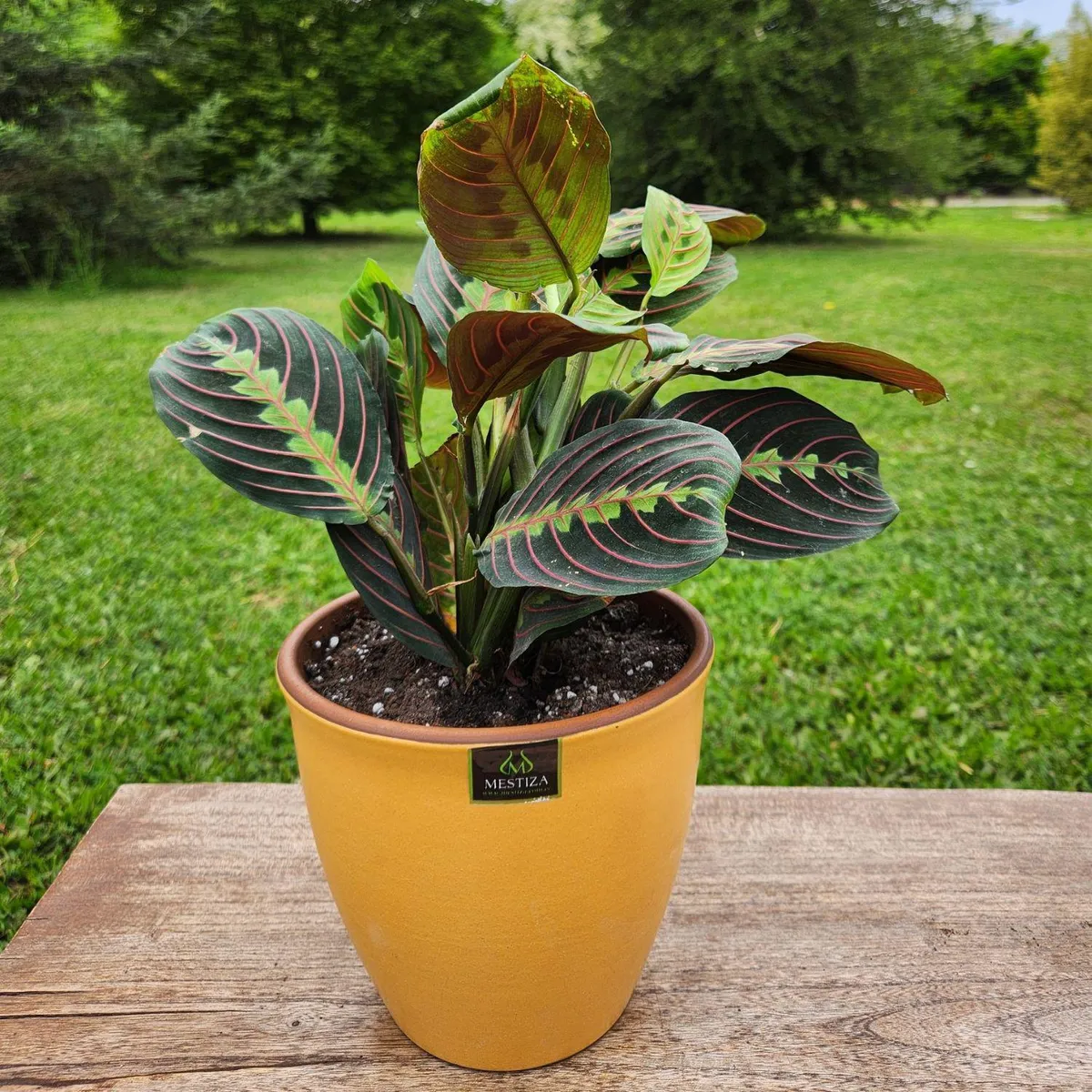POTTERY - Planta Natural Maranta Colgante Con Maceta Cerámica Zafiro Mostaza 17 Cm