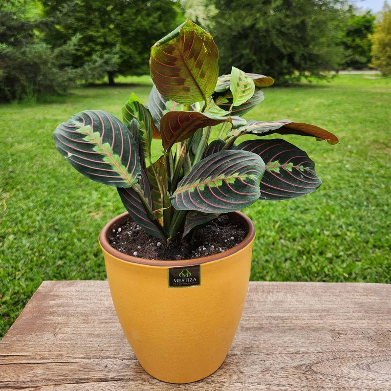 GENERICO - Planta Maranta 17 cm Natural CT17
